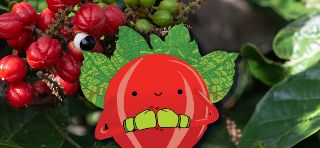 Wild growing Guarana berries with Guaraman cartoon character