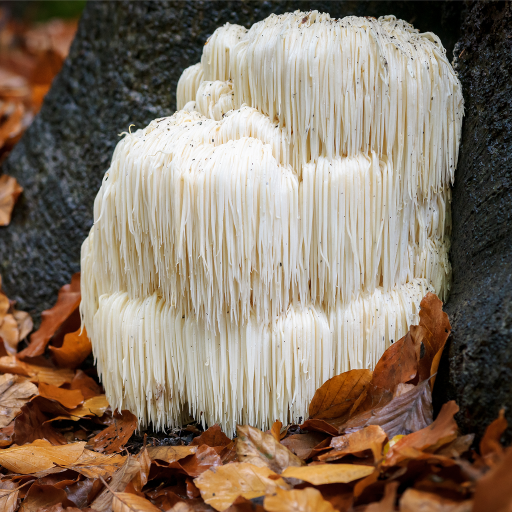 Lion's mane growing in the wild