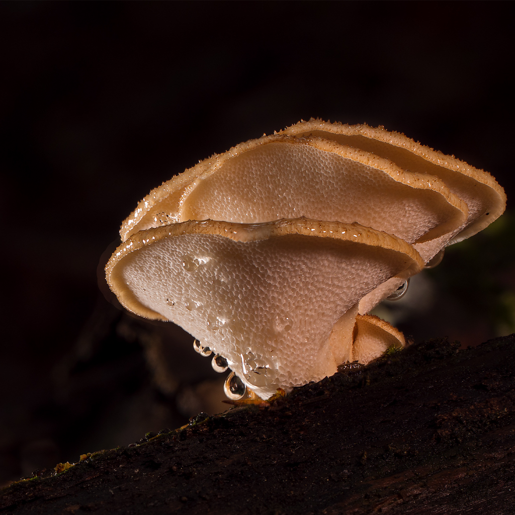 Reishi mushroom growing in the wild