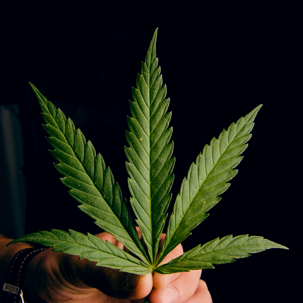 Hemp leaf held in hand